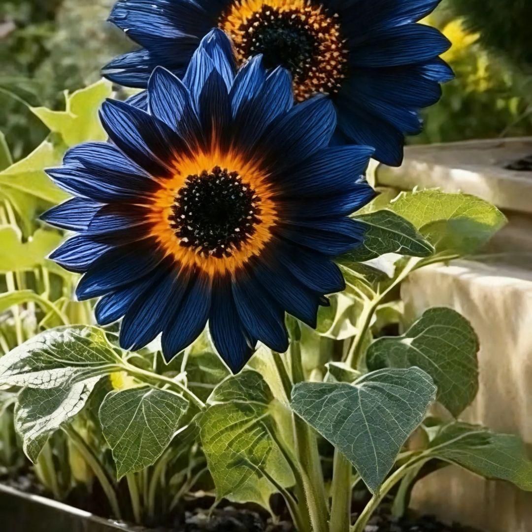 “Grow vibrant Blue Flame sunflowers at home – seeds with organic pot mix included.” - AVIKARLO